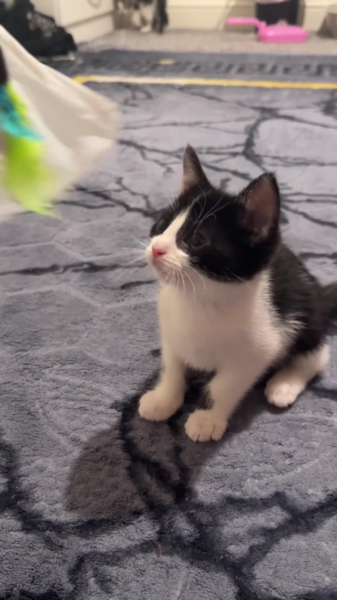 Mixed Breed cats for sale: Kittens 🐈‍⬛  - Video 2