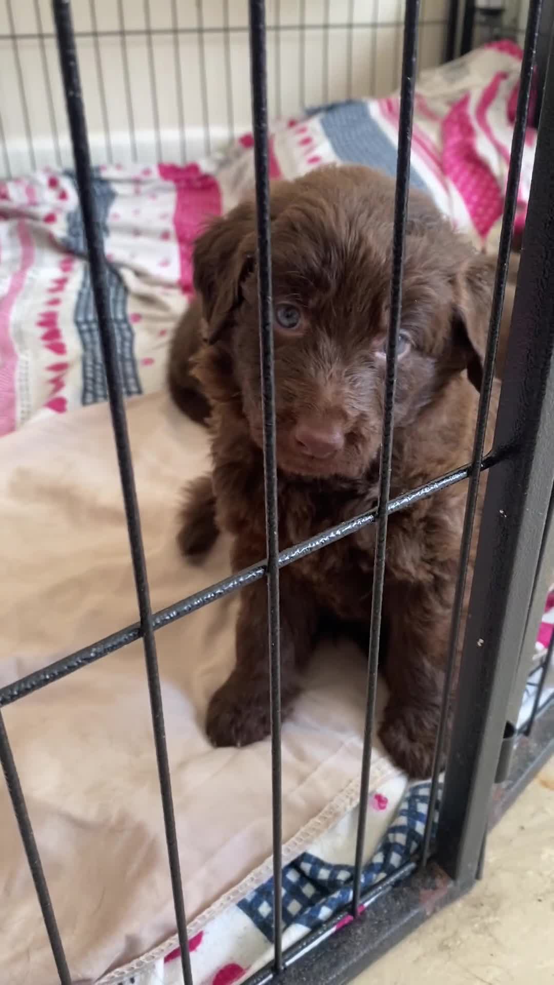 Mixed Breed dogs for sale: Beautiful Puppies – ONLY / LEFT!!! - Video 2