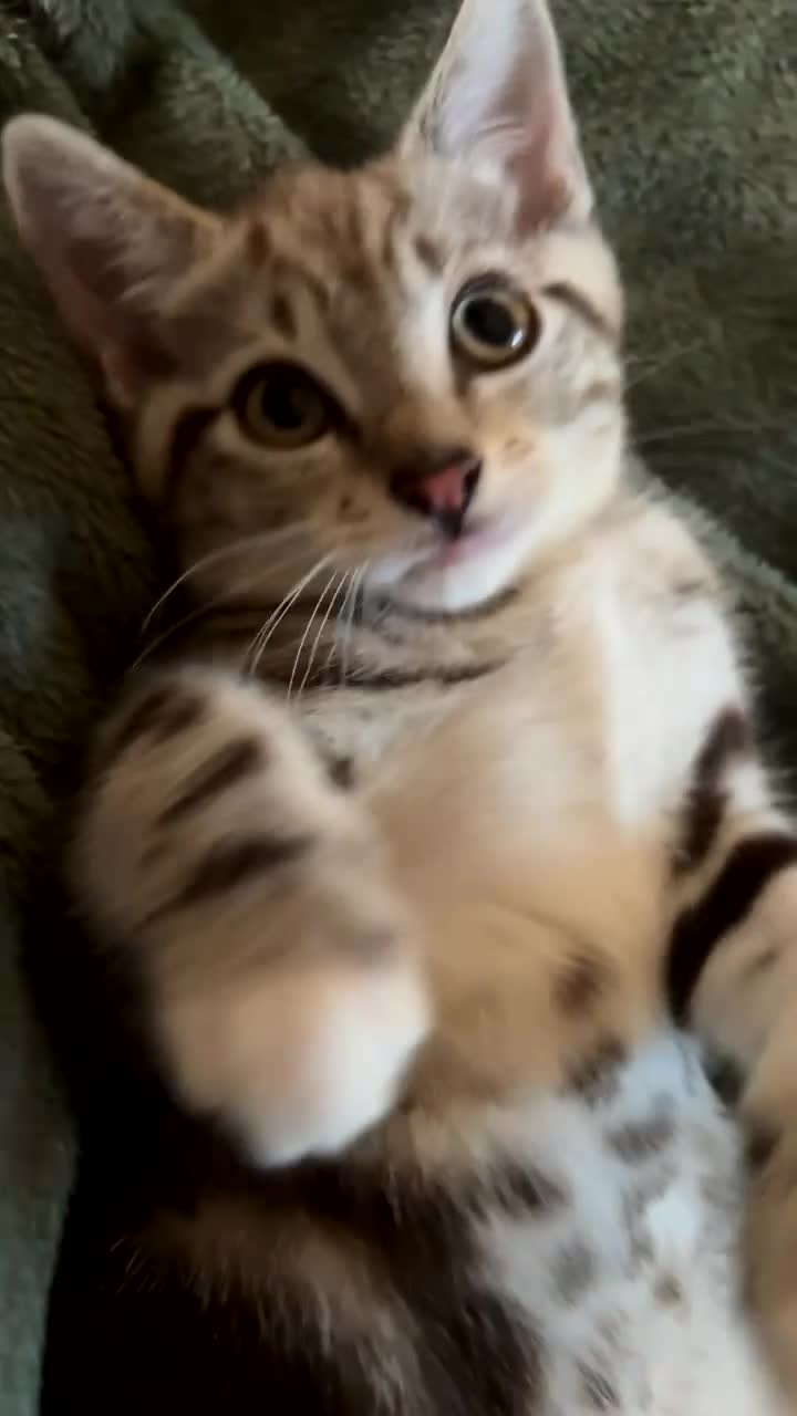 Mixed Breed cats for sale: Loving kittens for sale  in Irvine - Video 2
