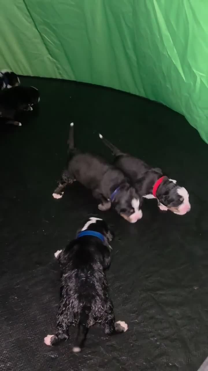 Bernese Mountain Dog dogs for sale: 🐾 Seven Beautiful Bernese Mountain Dog Puppies. - Video 2