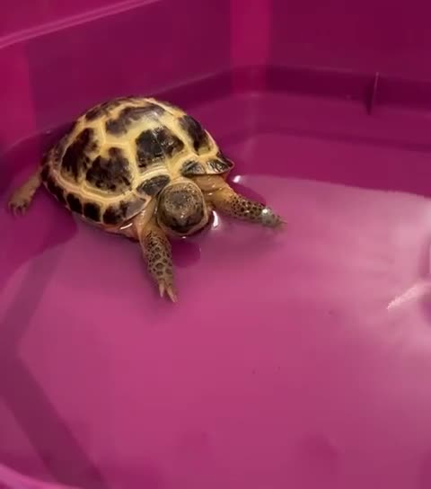 Tortoise reptiles for sale: Horsefield Tortoise - 3 Months Old  in Tipton - Video 2