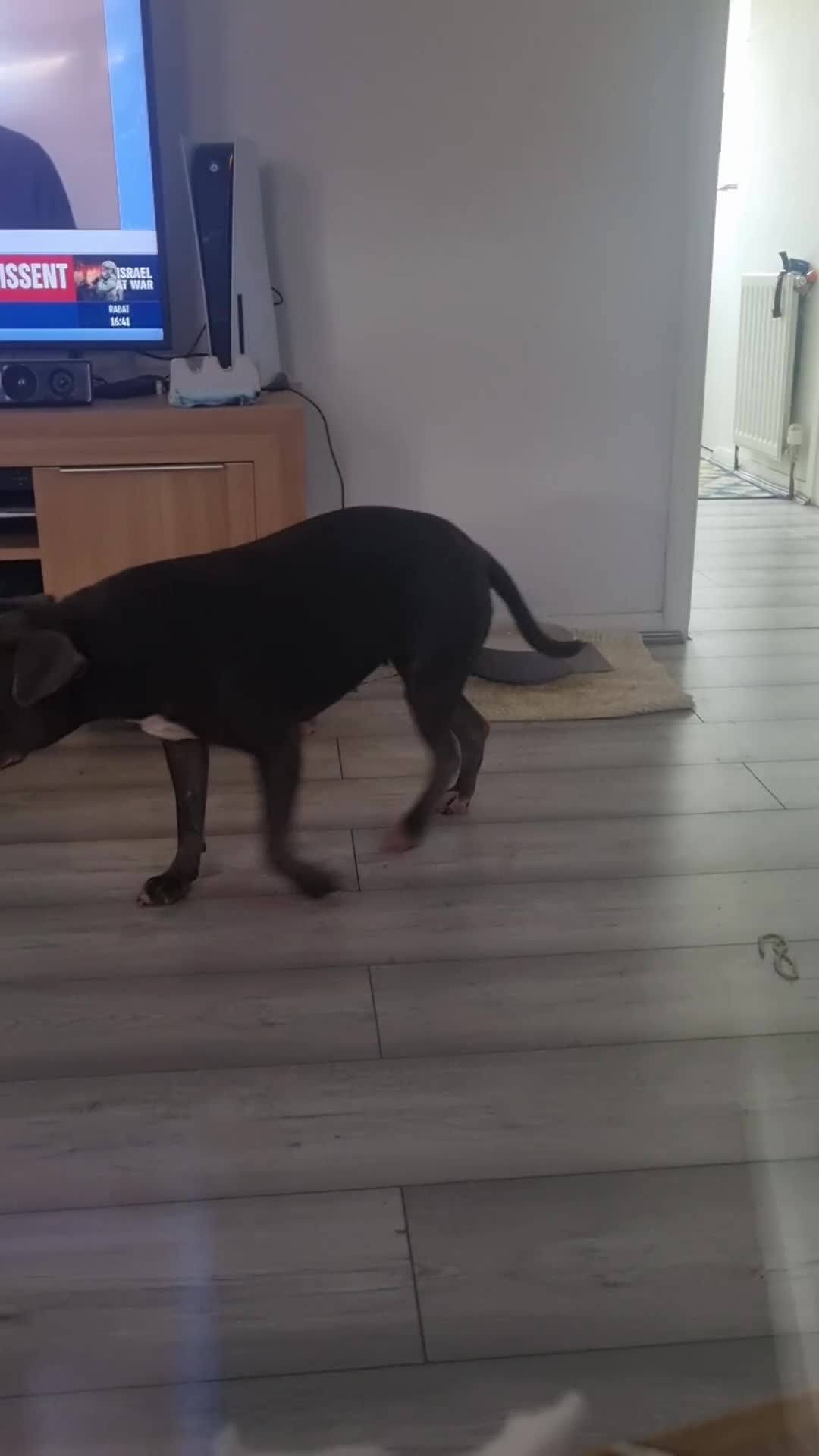 Staffordshire Bull Terrier dogs for sale: Female blue Staffordshire bull terrier - Video 2