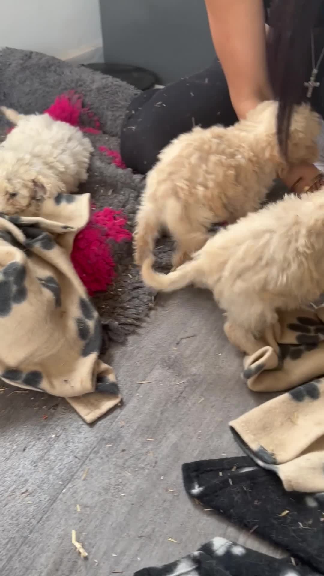 Cockapoo dogs for sale: F1b cockerpoos ready tomorrow  - Video 1