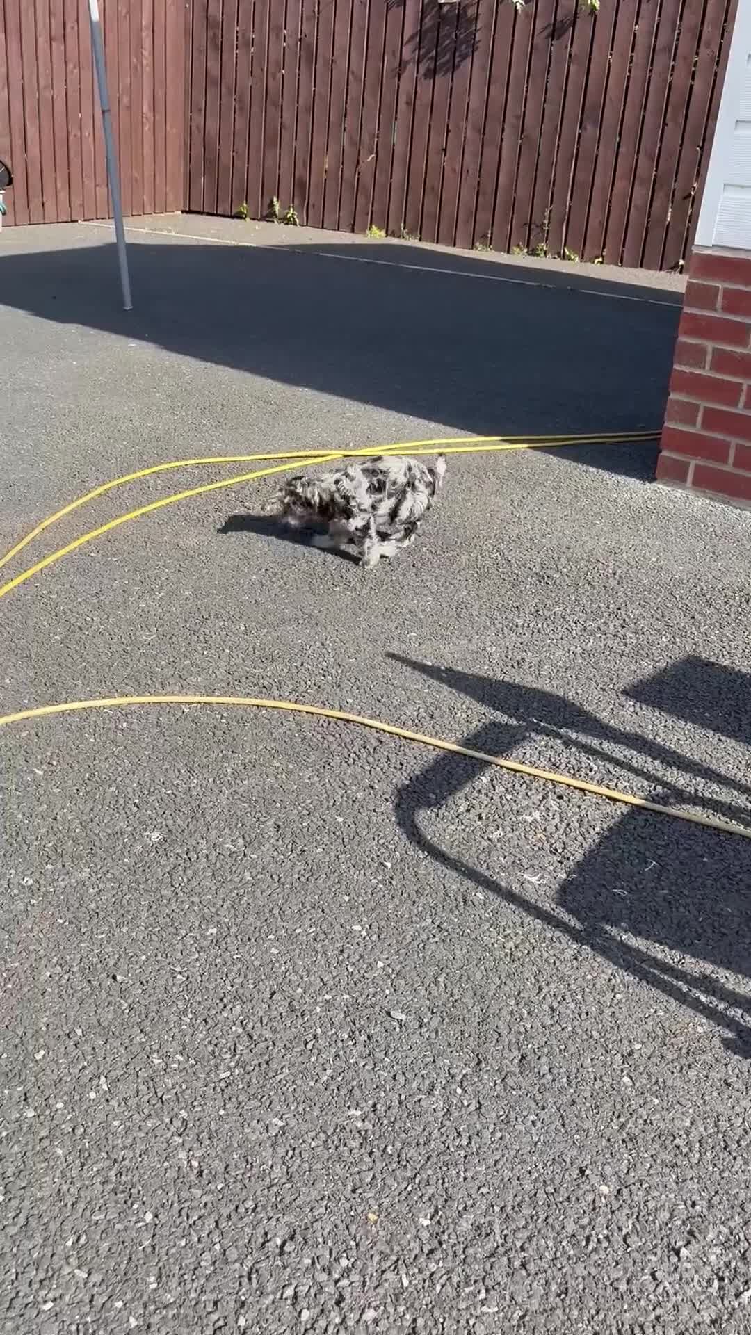 Cockapoo dogs for sale: 2 LEFT Beautiful health tested cockapoo puppies - Video 2