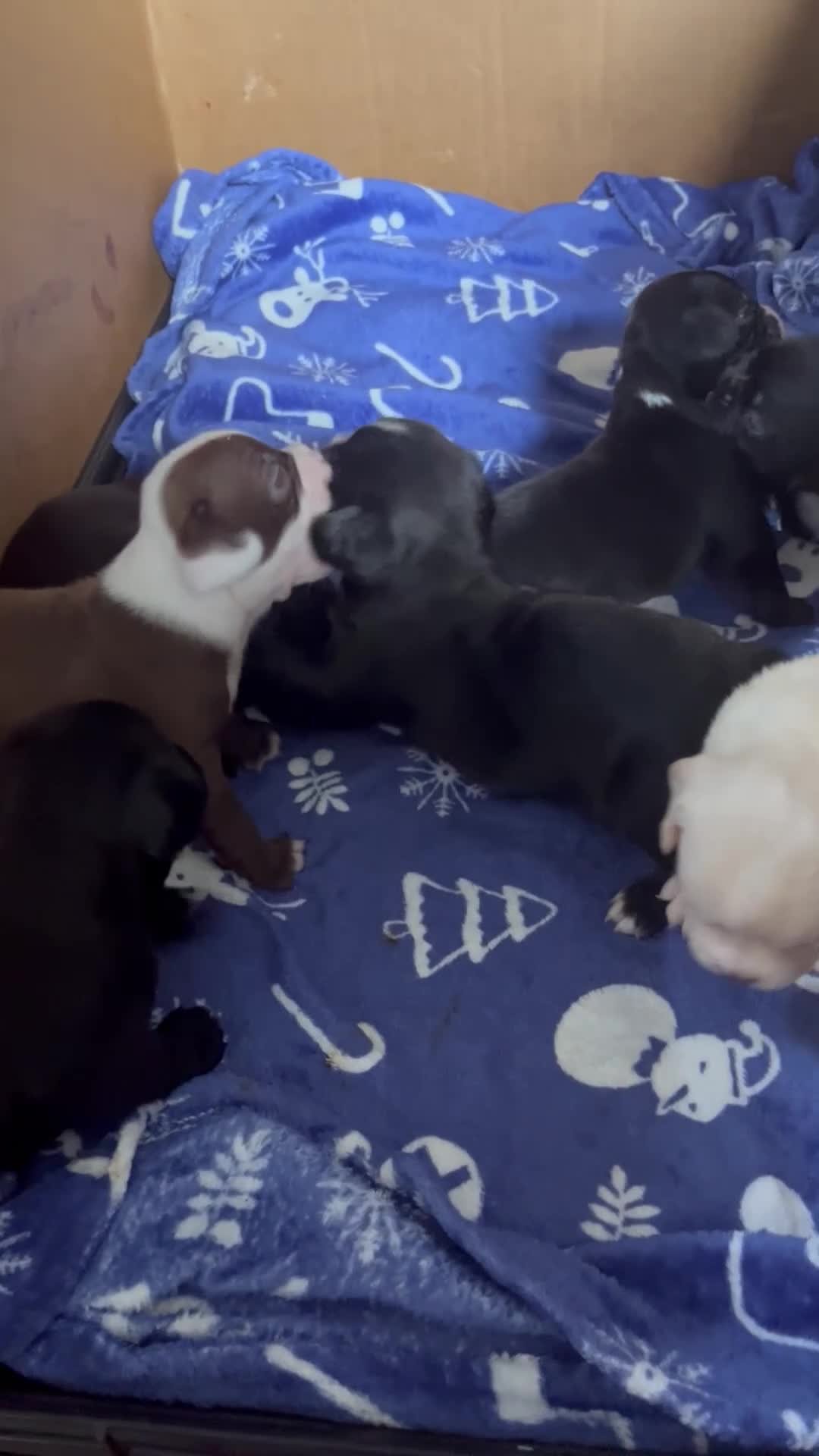 Mixed Breed dogs for sale: Boston cross frenchie - Video 2