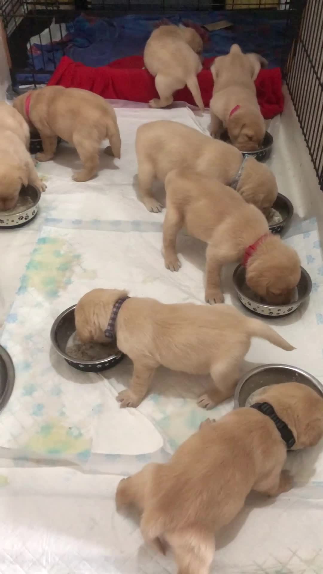 Labrador Retriever dogs for sale: Labrador pups - Video 2