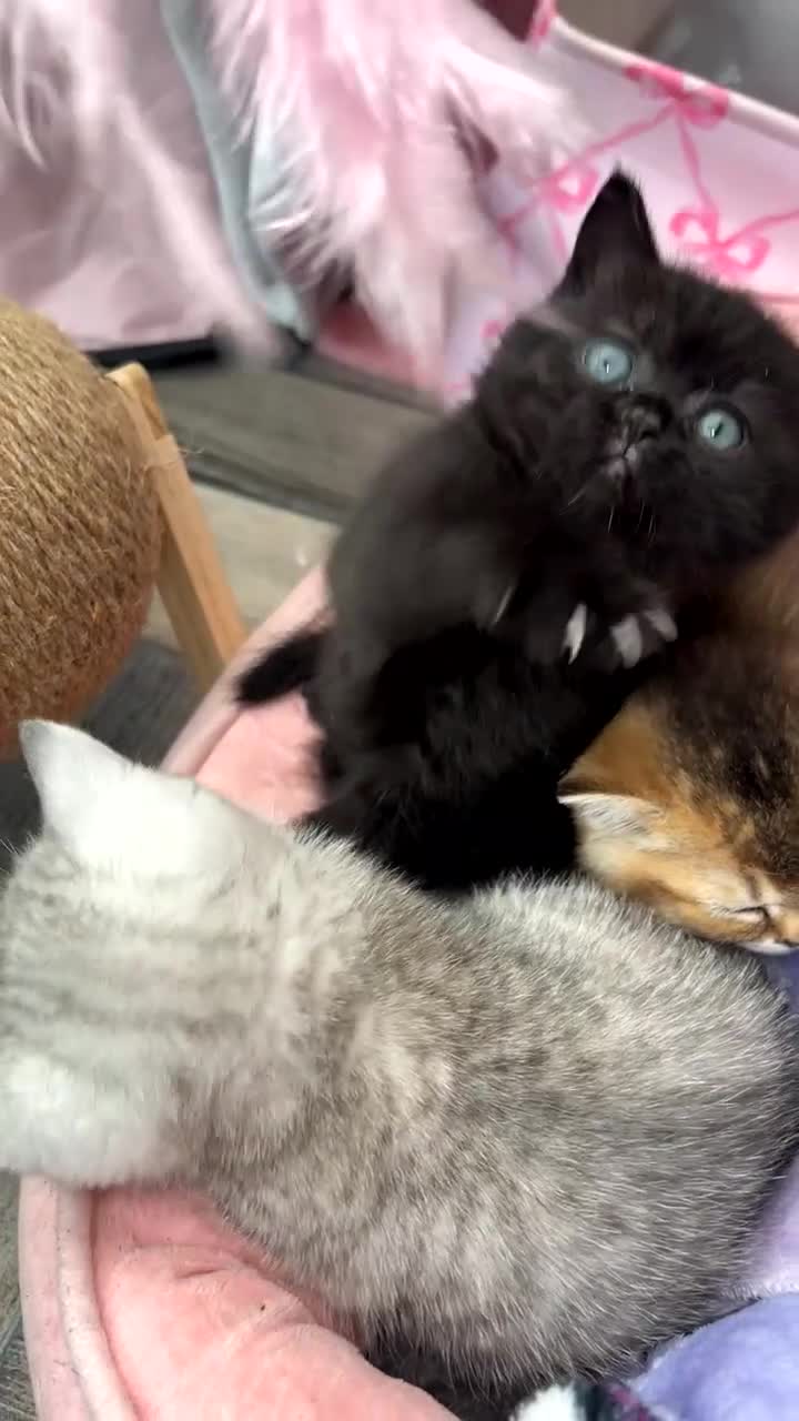 British Shorthair cats for sale: British shorthair kittens  - Video 4