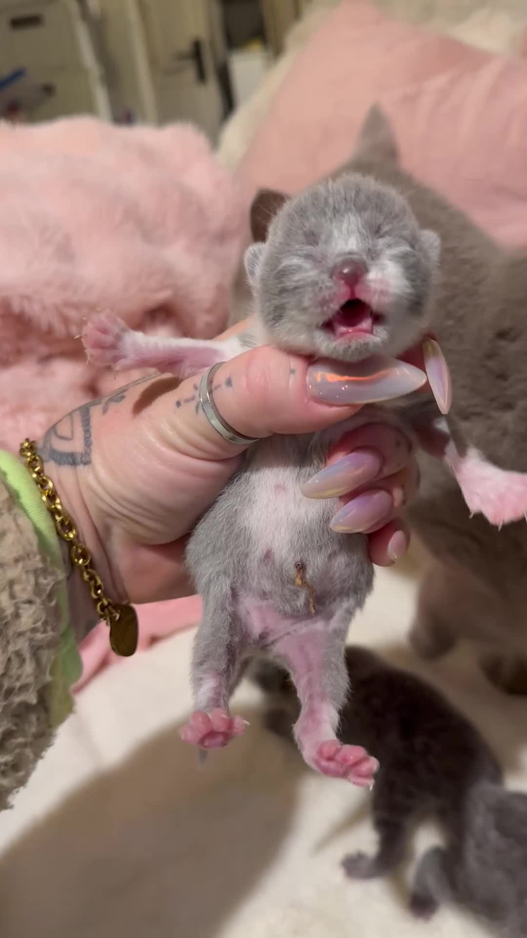 British Shorthair cats for sale: British Shorthair Kittens Champion Line 😻🥇🏆 - Video 1