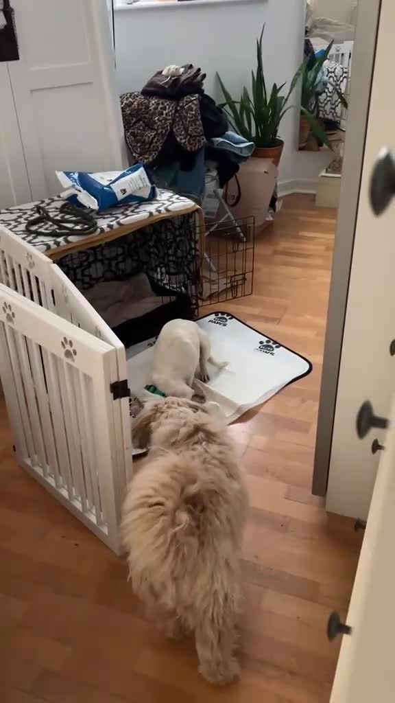 Mixed Breed dogs for adoption: Toby❤️ - Video 2