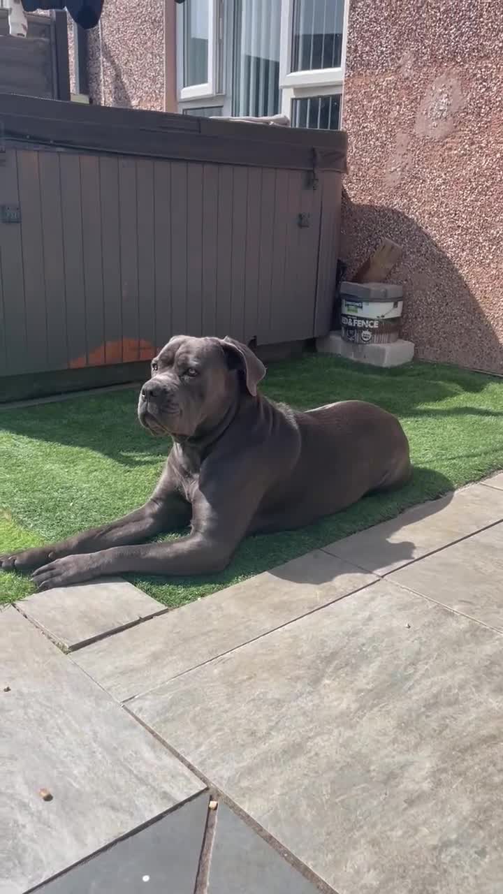 Cane Corso dogs for stud: Female Cane corso for Breed  - Video 1