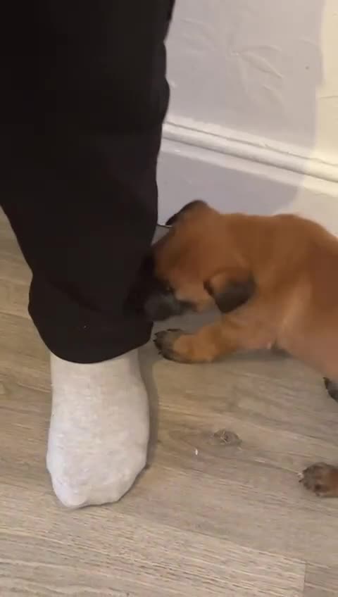 Belgian Shepherd Dog dogs for sale: Belgian shepereds puppies  - Video 1