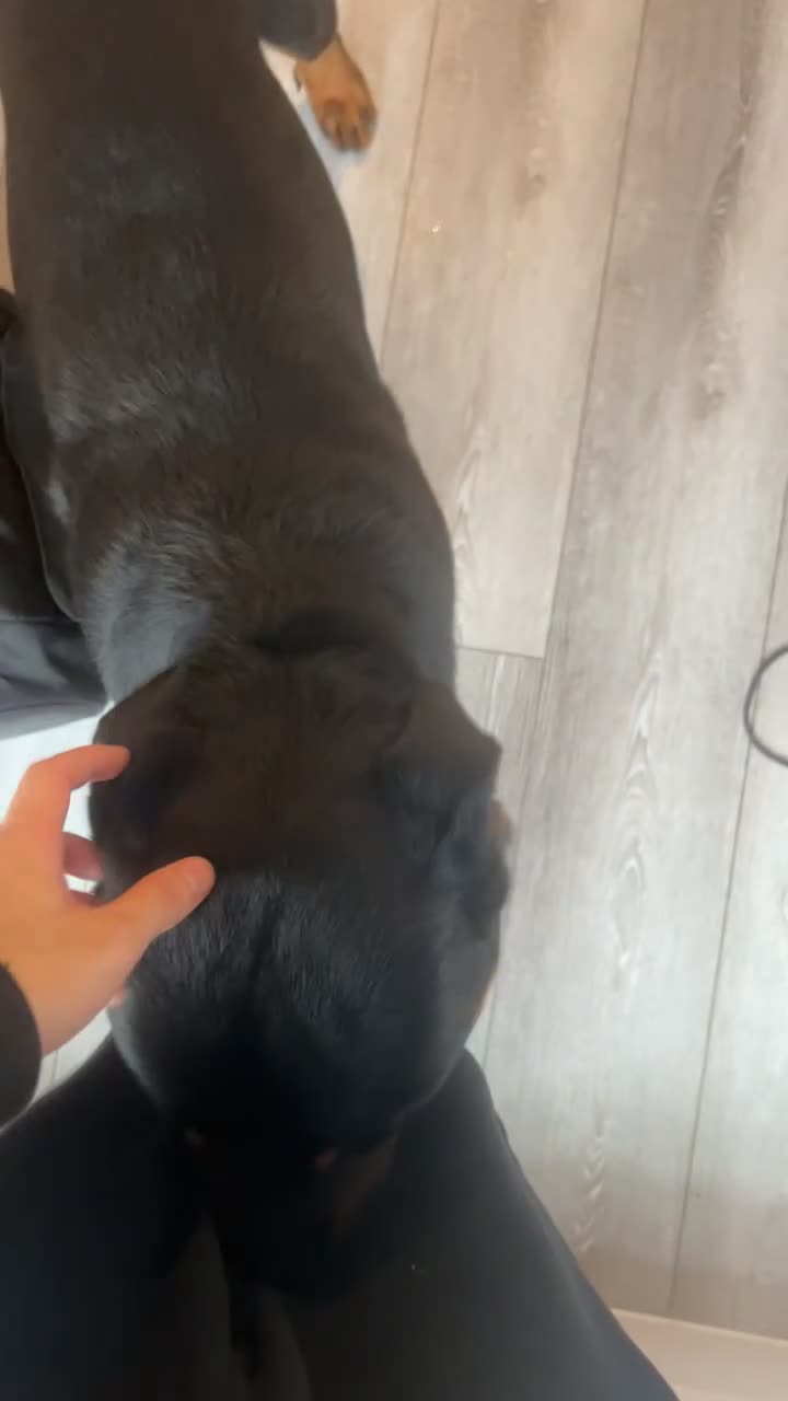 Rottweiler dogs for sale: Rottweiler  - Video 1