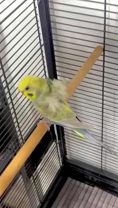 Budgerigars birds for sale: Helicopter Hagoromo Rainbow Hen – Breeding Ready - Video 1