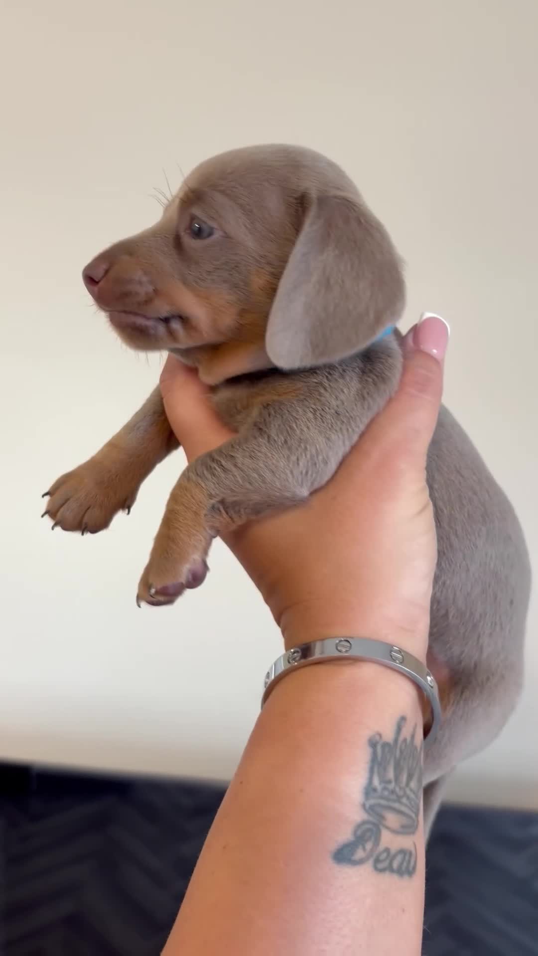Dachshund dogs for sale: Dachshund puppies for sale - Video 1
