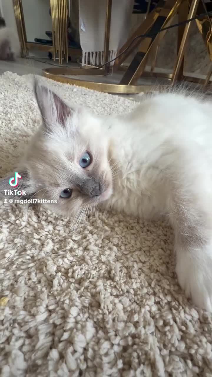 Ragdoll cats for sale: 💙 Adorable Ragdoll Kittens 🐈‍⬛ - Video 1