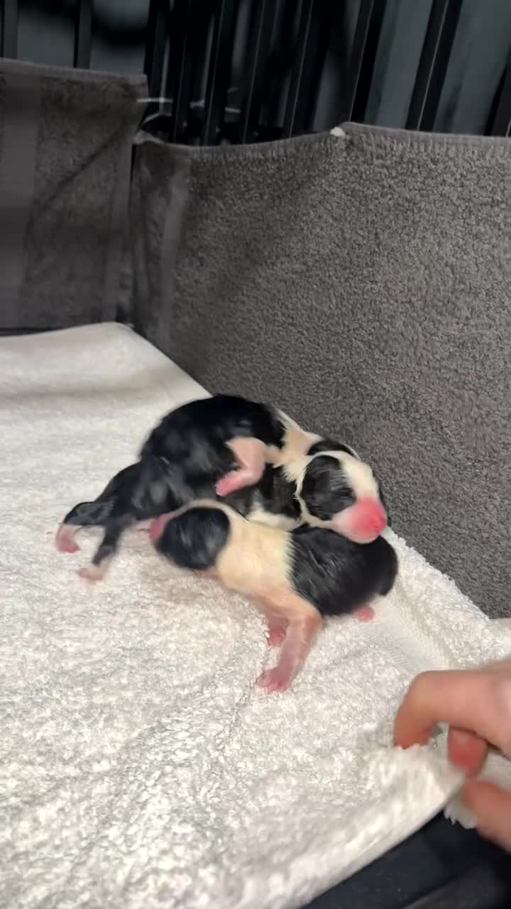 Border Collie dogs for sale: Border Collie Puppies For Sale - Video 2