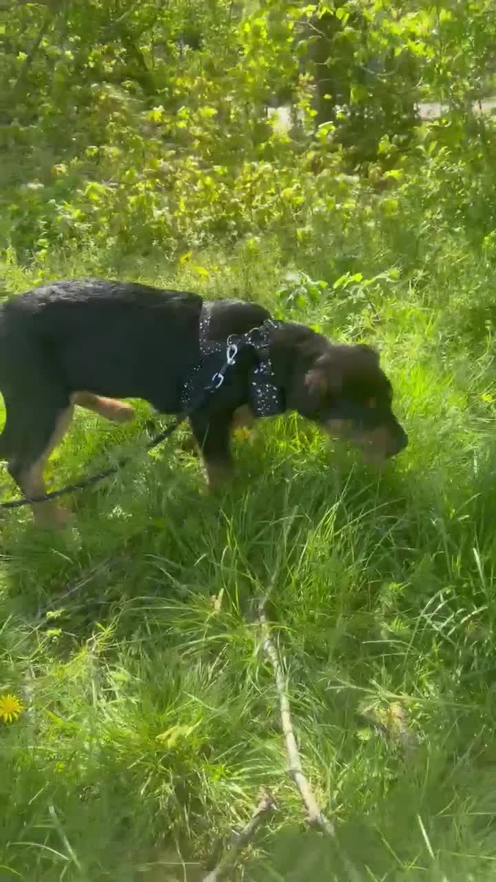 Mixed Breed dogs for sale: Female puppies  - Video 4