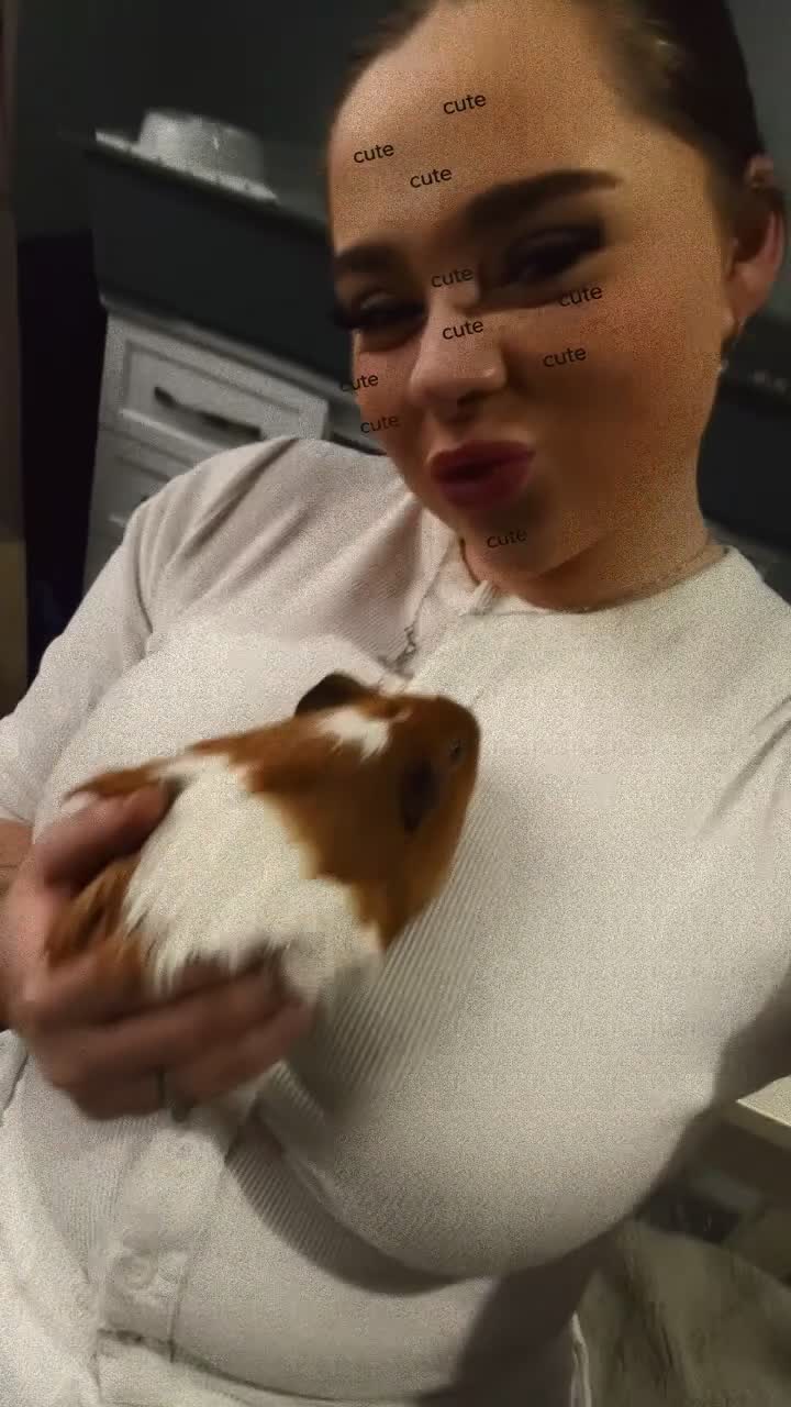 Guinea Pig rodents for sale: Two males for sale  - Video 2