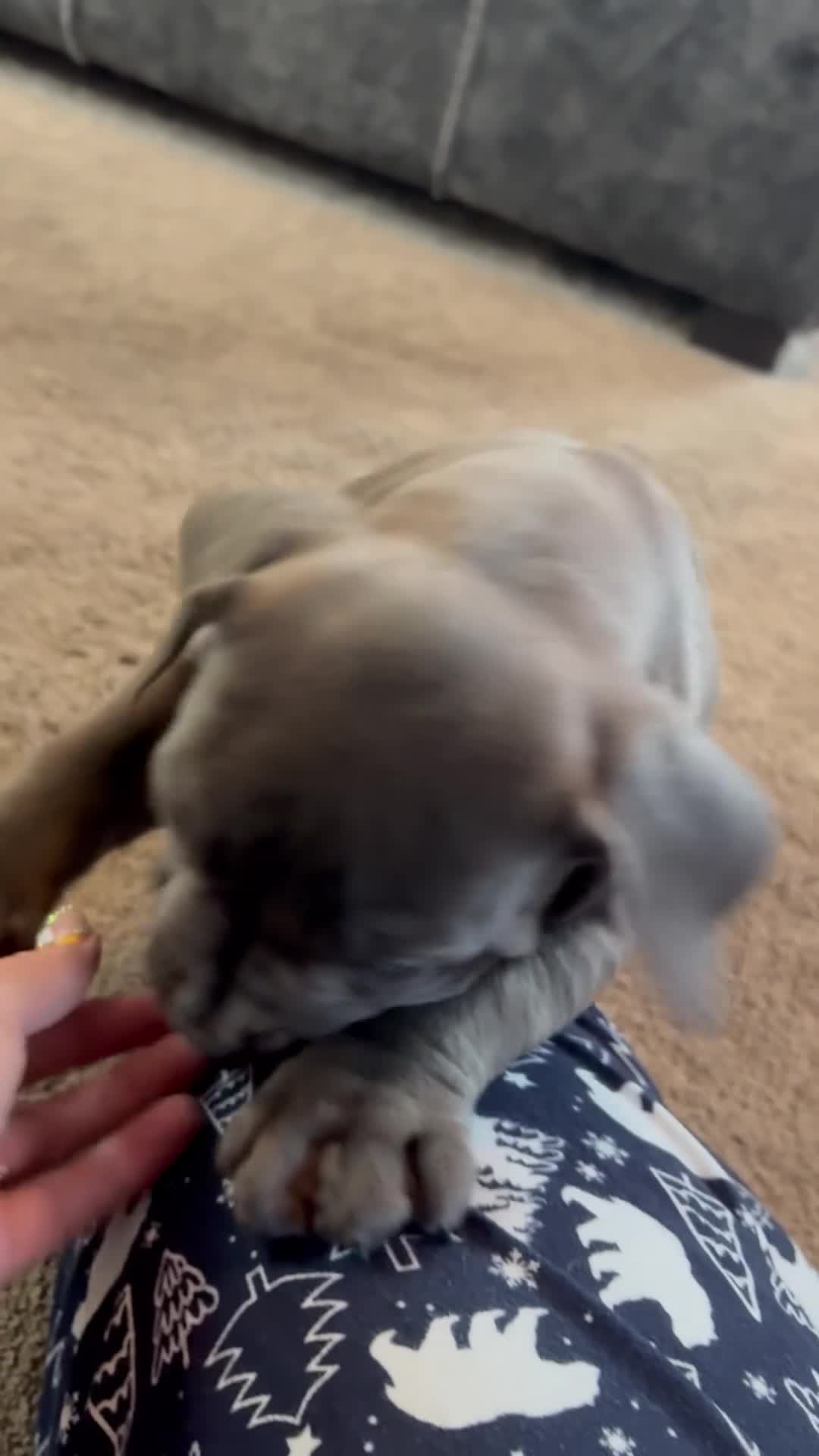 Boerboel dogs for sale: STUNNING NABBR REGISTERED GIRLS.  - Video 3