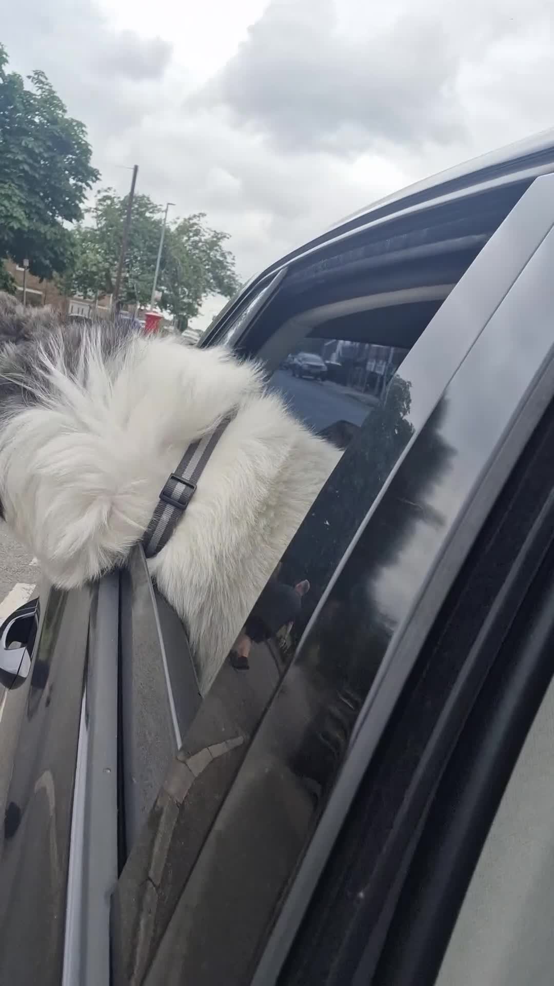 Caucasian Shepherd Dog dogs for sale: Caucasian sheepdog  - Video 1