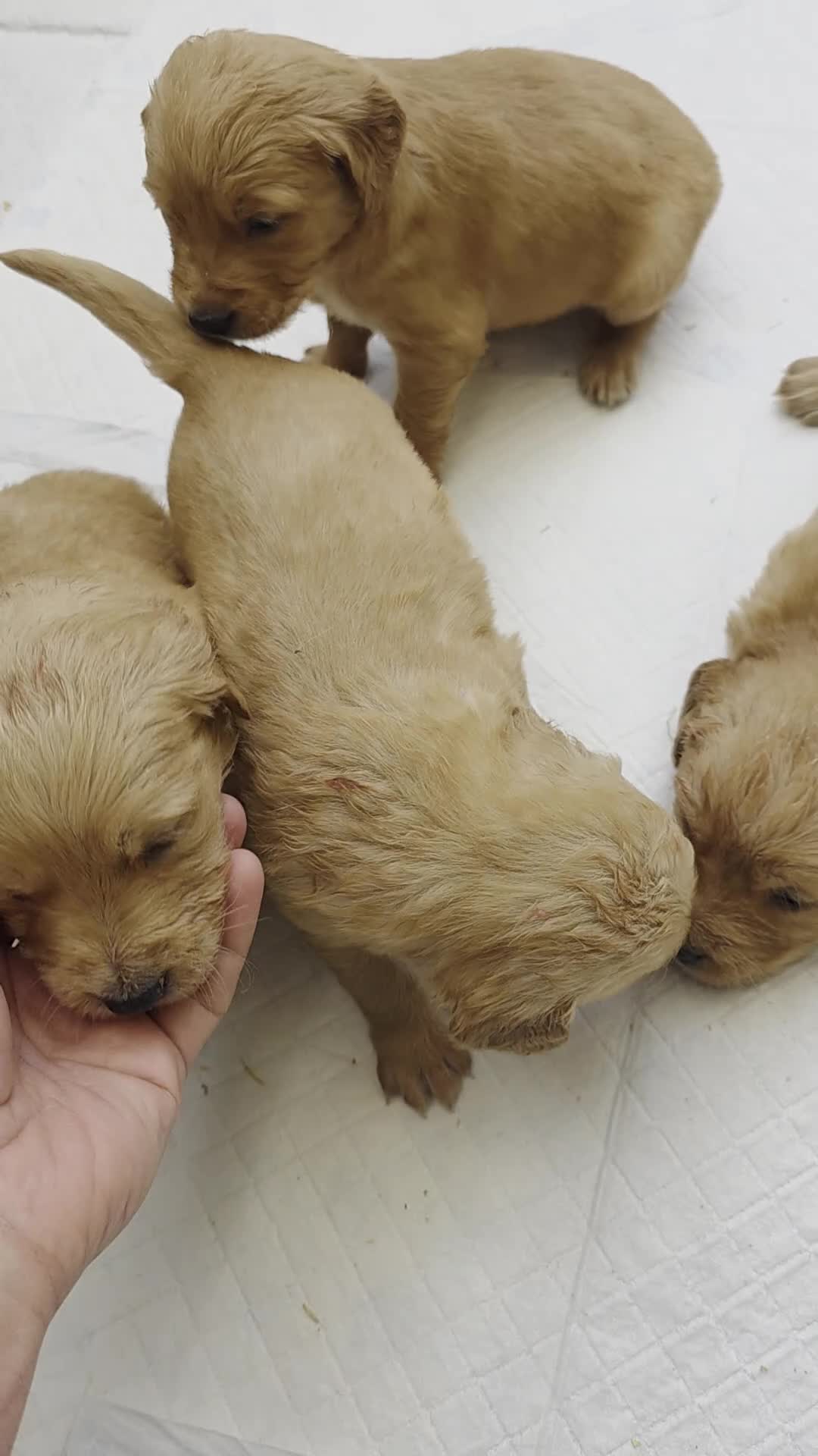 Golden Retriever dogs for sale: Kc registered dark red pups - Video 3