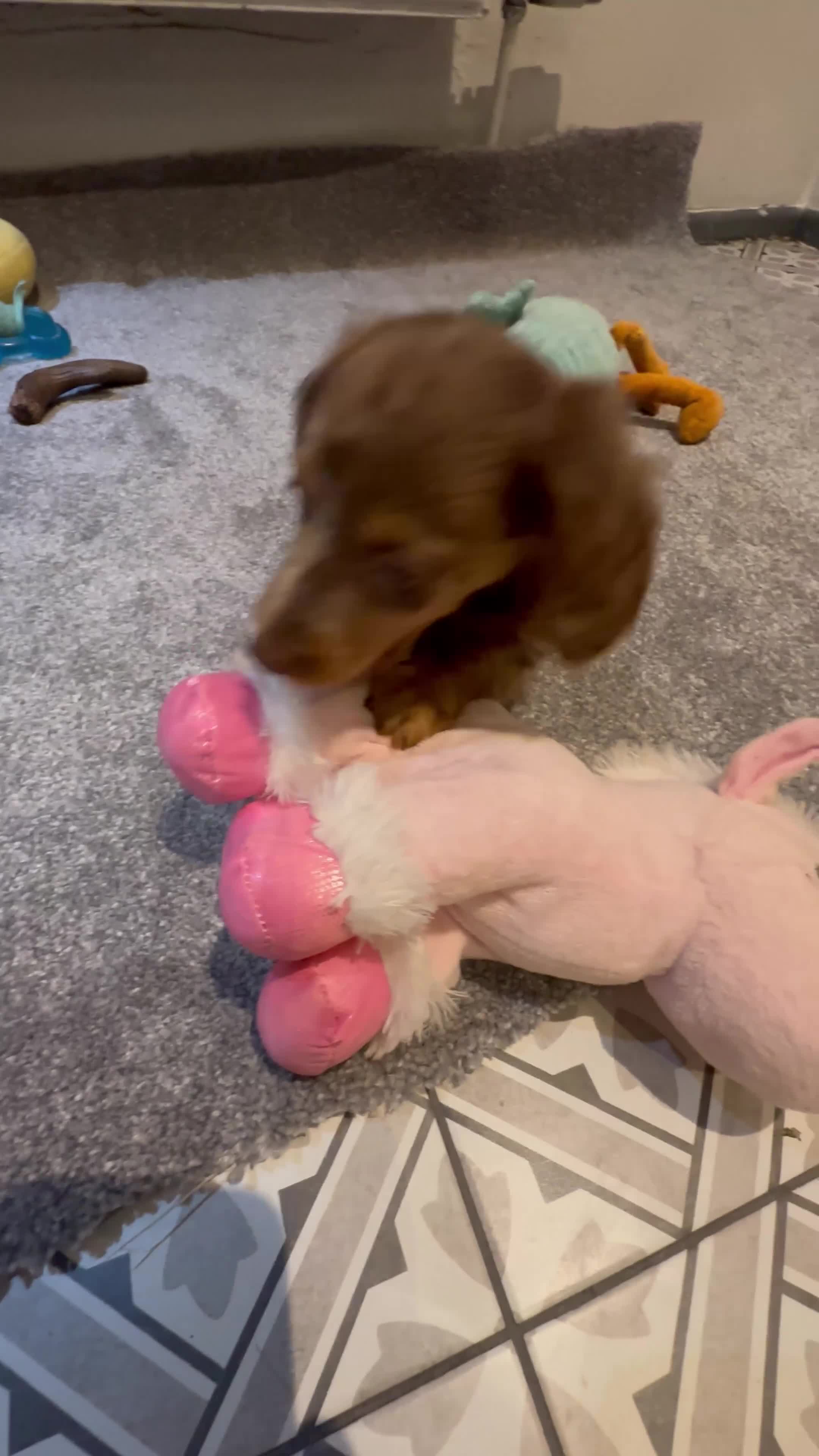 Miniature Dachshund dogs for sale: Long Hair Dachshund miniature Dapple  - Video 3