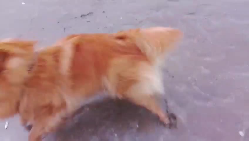 Mixed Breed dogs for adoption: Scotland:💙DEXTER💙ACTIVE,PLAYGUL, LOVING   - Video 2