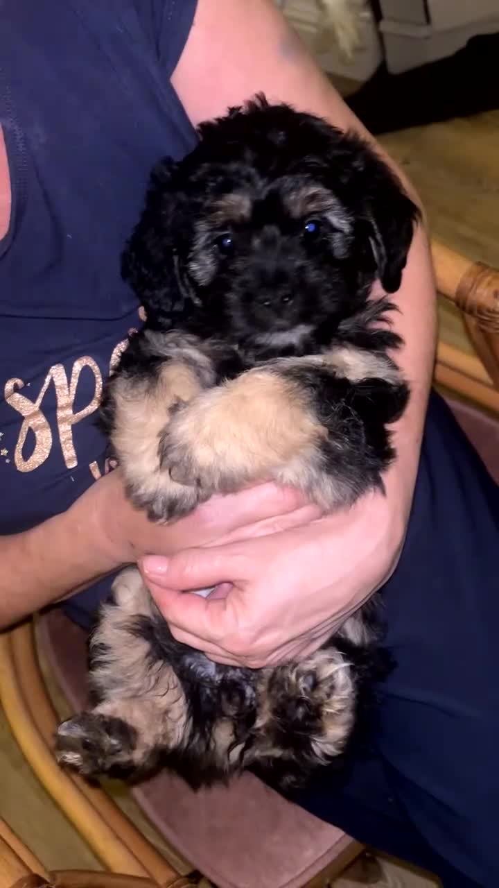 Mixed Breed dogs for sale:  Healthy Cavapoo x French Velvet Bulldog Puppies - Video 5