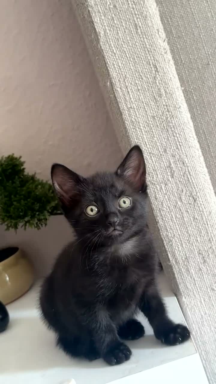 British Shorthair cats for sale: Black kittens for sale  - Video 1