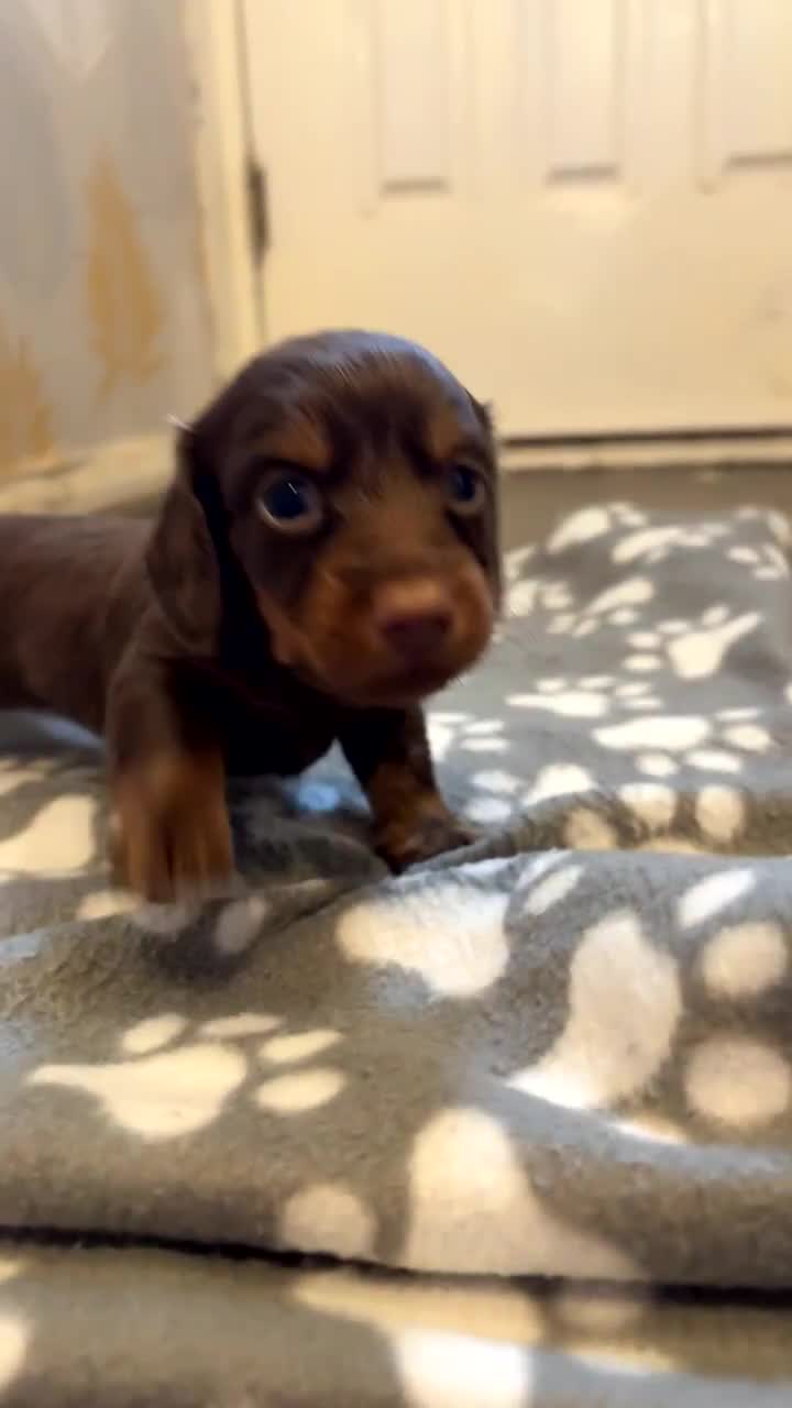 Dachshund dogs for sale: Long haired dachshund  - Video 1