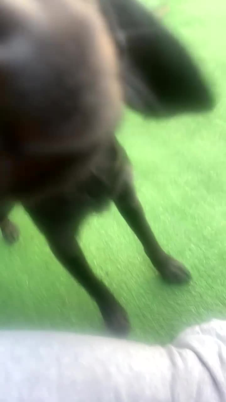 Cockerdor dogs for sale: Puppy  - Video 1