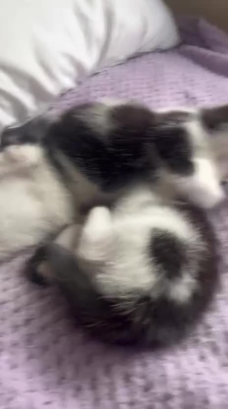 Mixed Breed cats for sale: Beautiful kitten ready for a new home - Video 1