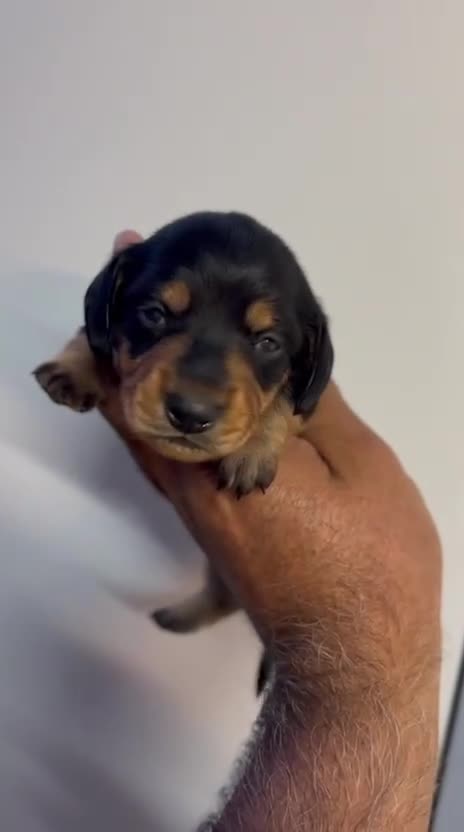 Dachshund dogs for sale: Beautiful miniature dashund  - Video 2