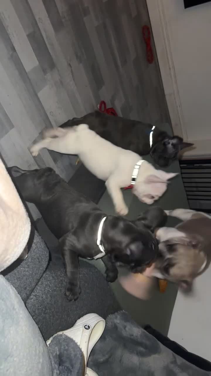 French Bulldog dogs for sale: 2 female French Bulldog –14 weeks old💙 🐾 - Video 3