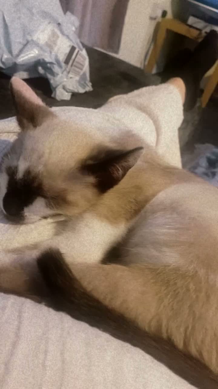 Siamese cats for sale: Girl Siamese kitten - Video 1