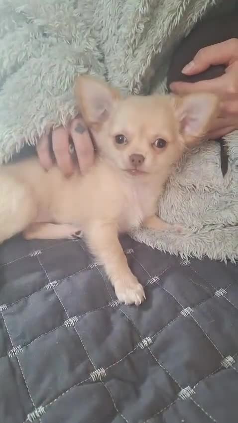 Chihuahua dogs for sale: !!Only one left!! KC Chihuahua Baby Girls - Video 1