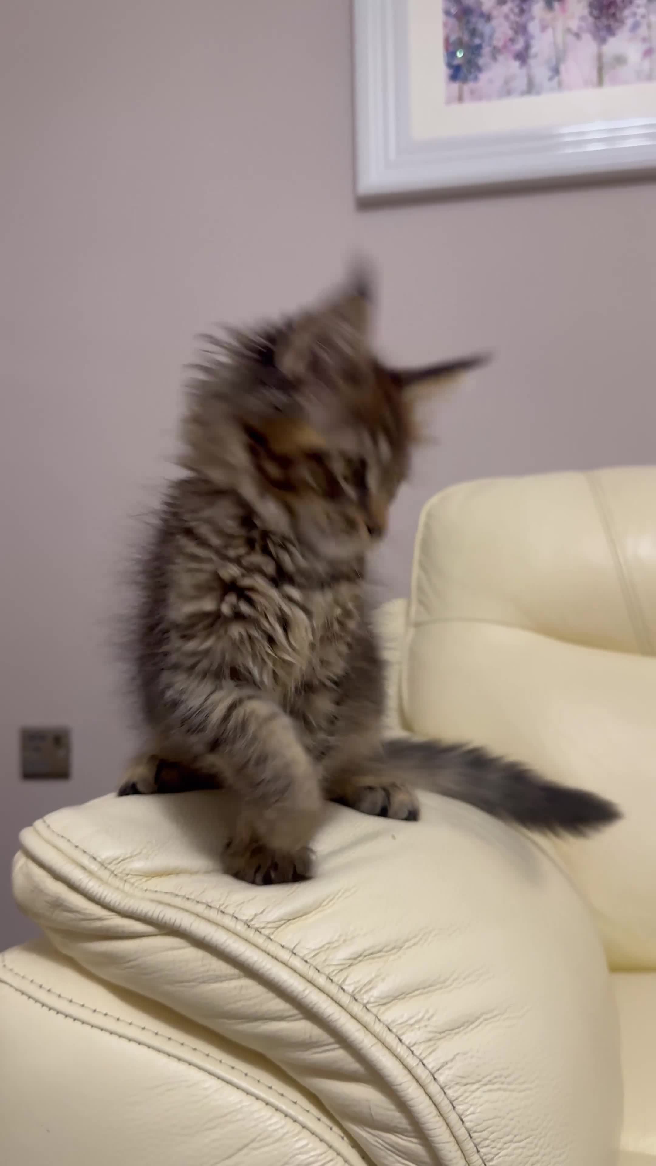 Maine Coon cats for sale: MaineCoonKitten🏆20+gen🧬Outstadning Full Pedigree - Video 1