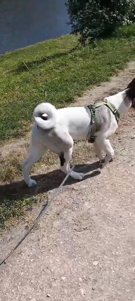 Akita dogs for sale: American Akita girl for sale -Read the description - Video 1