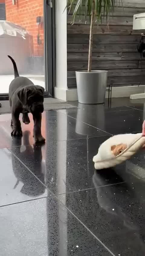 Cane Corso dogs for sale: Champion Bloodline Cane Corso Puppies –Reserve Now - Video 1