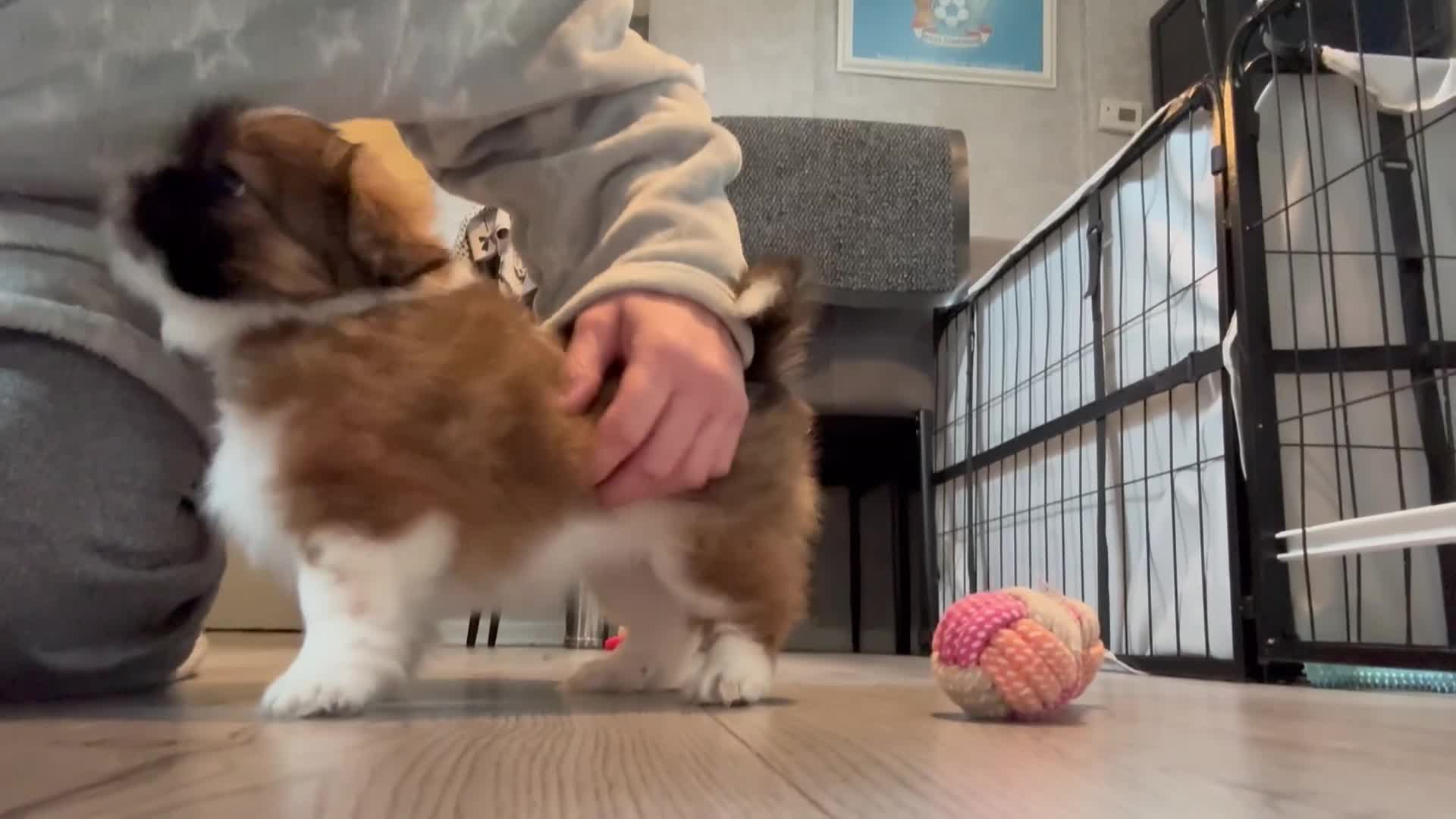 Mixed Breed dogs for sale: 6 beautiful Shih Tzu/Pomerianian puppies !  - Video 4