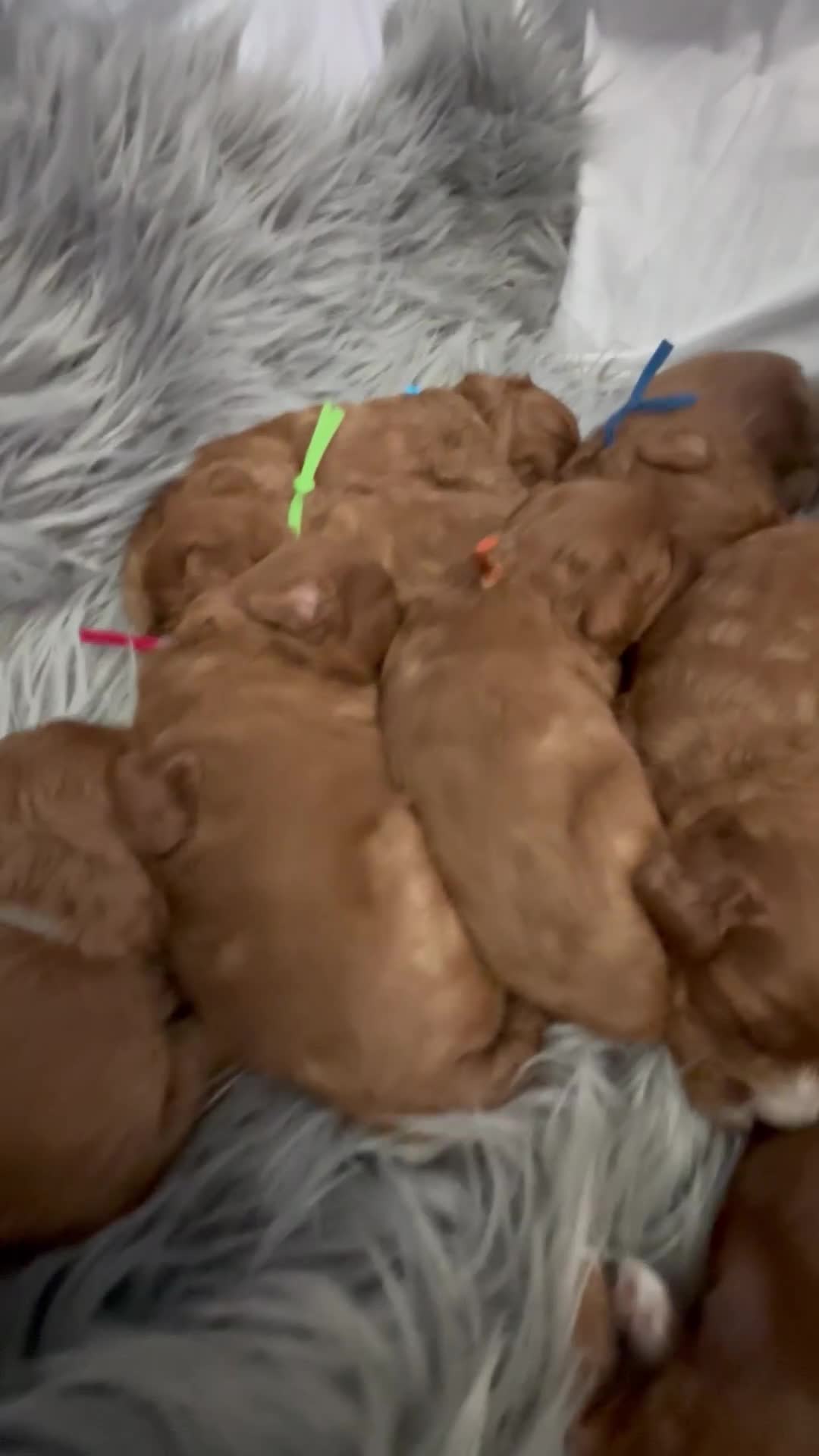 Cavapoo dogs for sale: F1 DEEP FOX RED EXTENSIVELY HEALTH TESTED BABIES  - Video 2