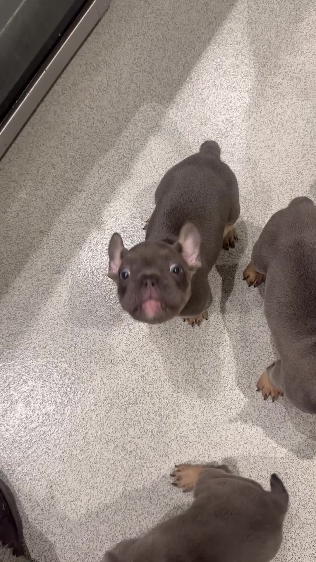 French Bulldog dogs for sale: KC registered French Bulldog Puppies - Video 1