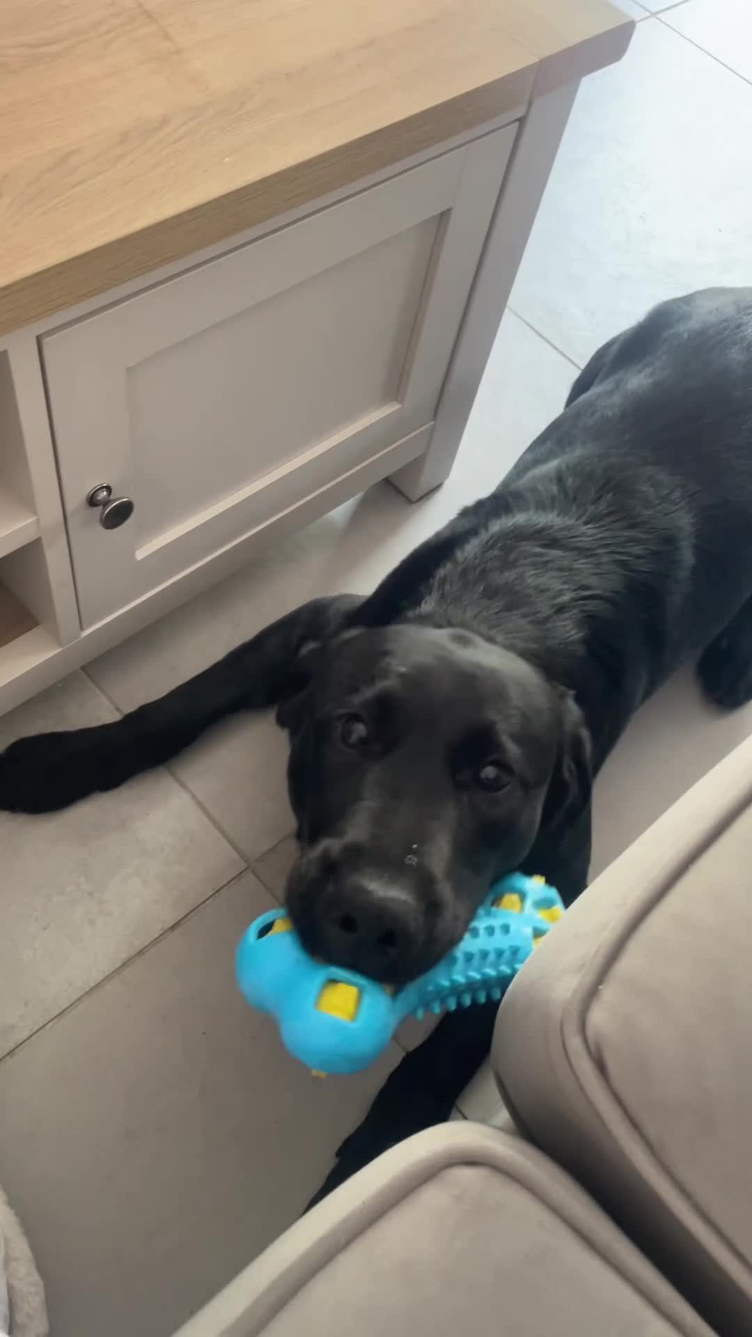 Labrador Retriever dogs for sale: Joey - Black Working Line Labrador Retriever  - Video 1
