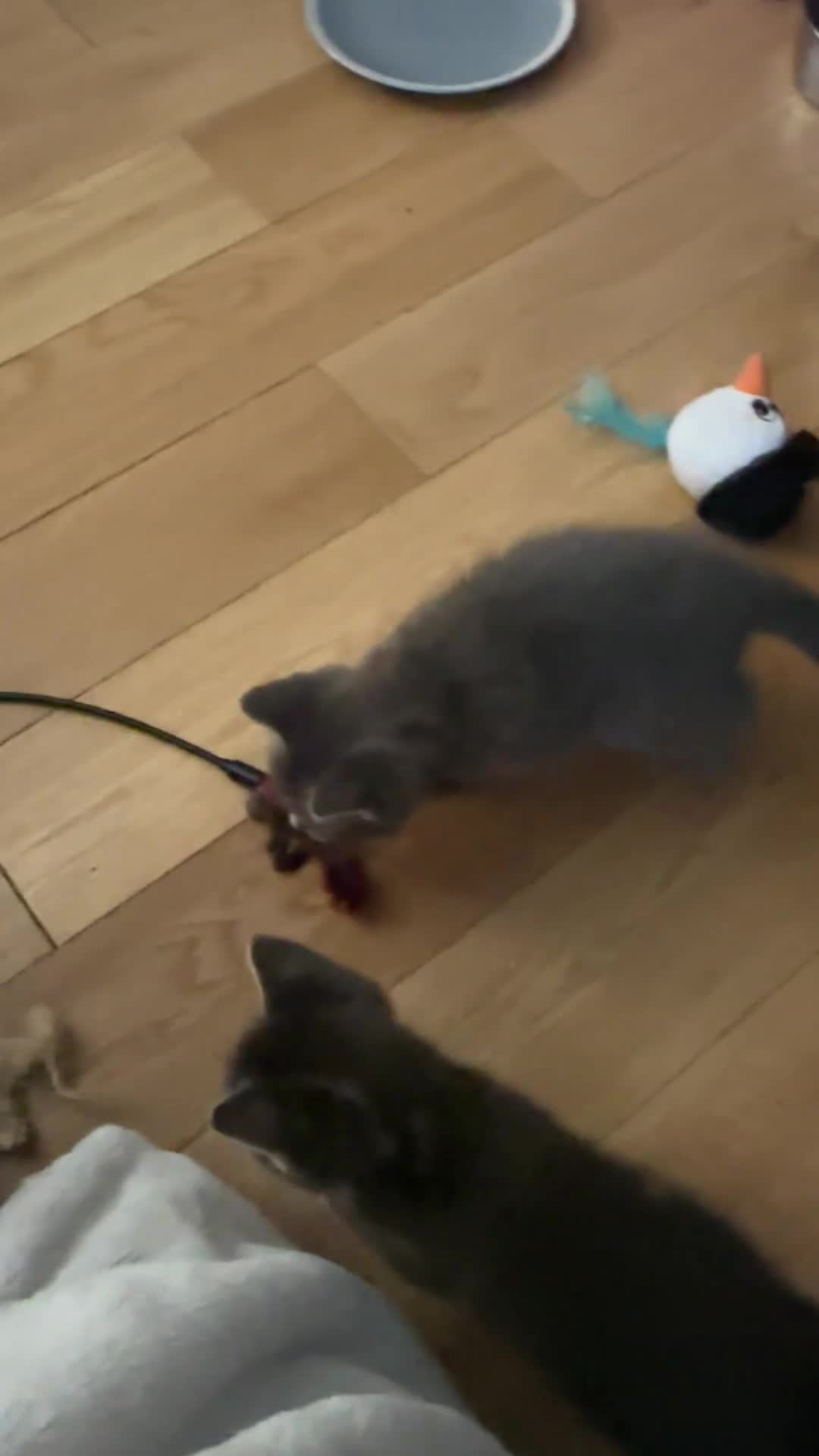 Mixed Breed cats for sale: 3 little grey cuties  - Video 1