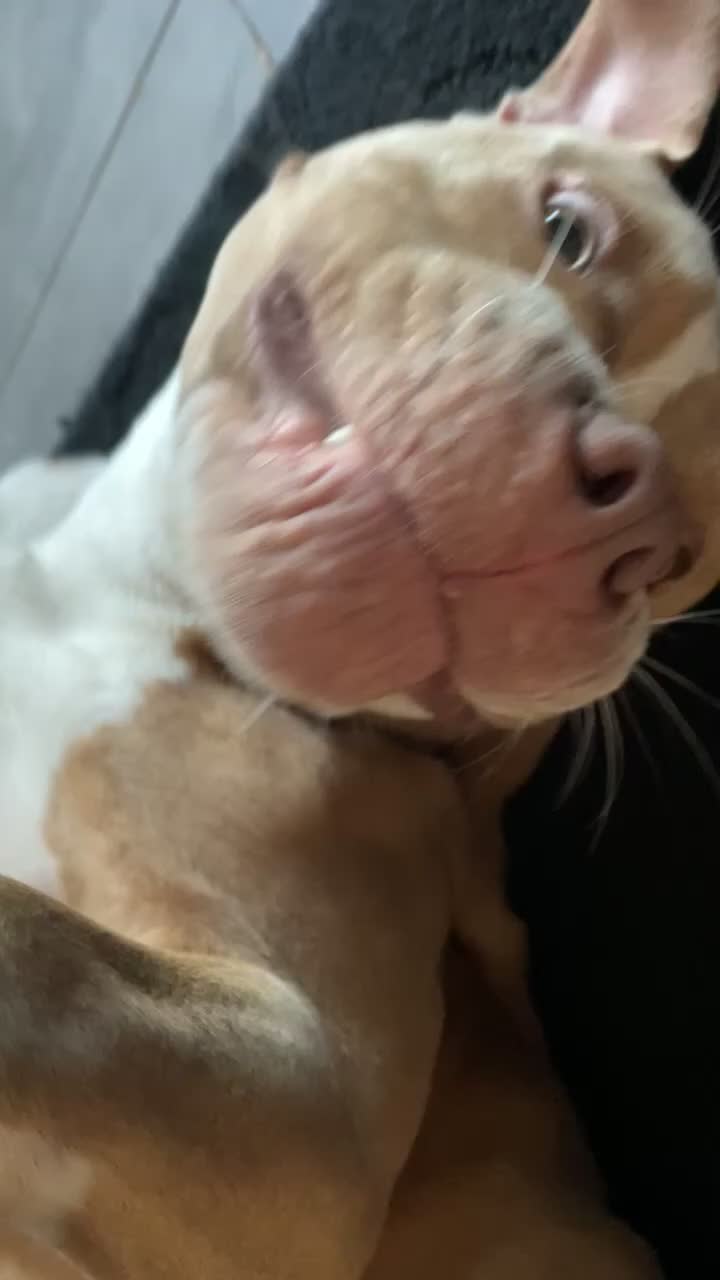 Mixed Breed dogs for sale: 8-Month-Old Boxer/Staffy Cross  in Ipswich - Video 3