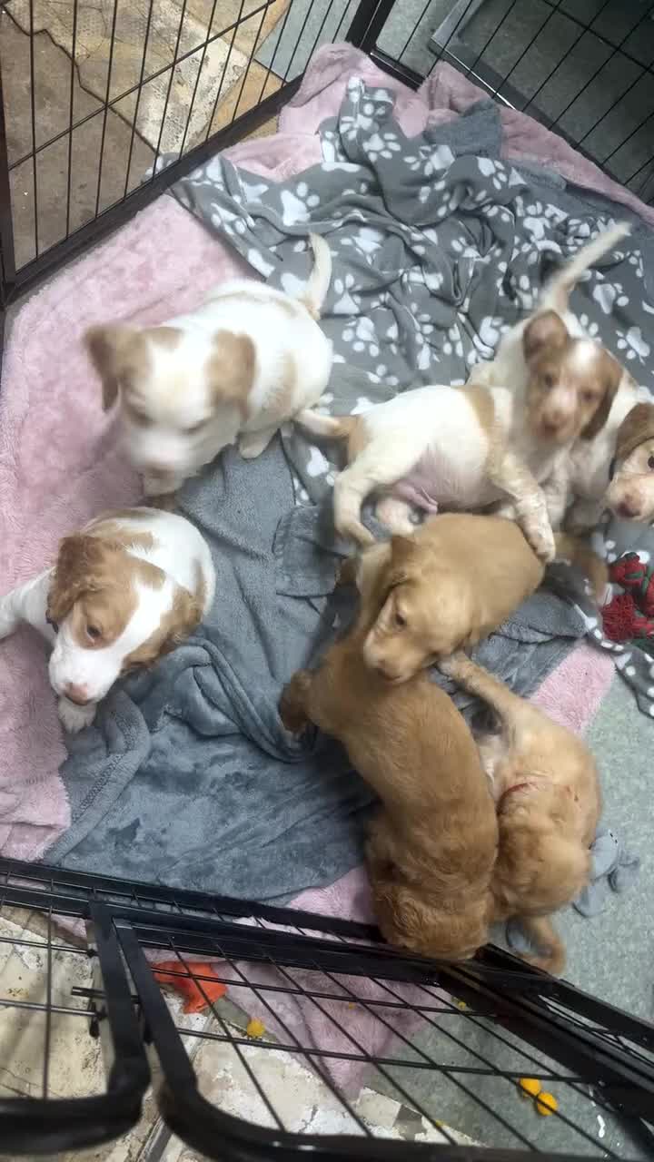 Cocker Spaniel dogs for sale: REDUCED💵cocker spaniel puppies 🩷💙 - Video 1
