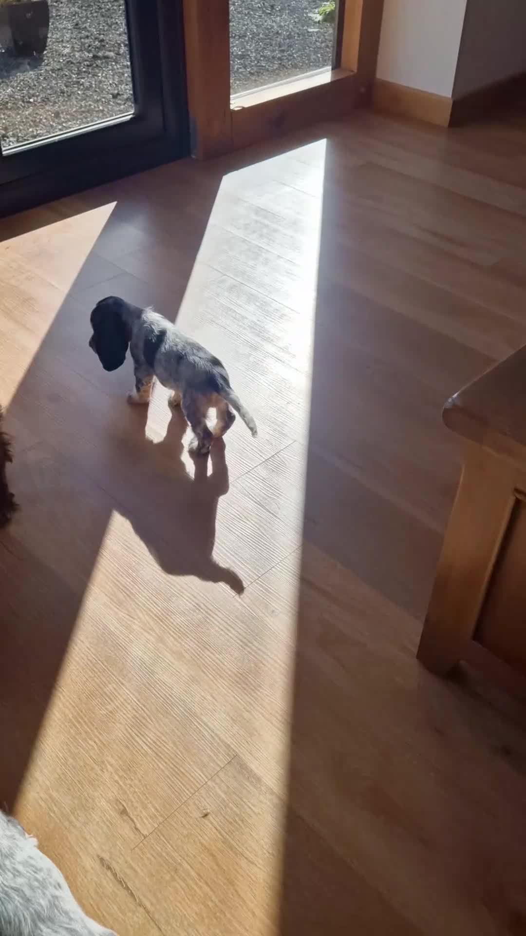 Cocker Spaniel dogs for sale: KC registered Show Type Cocker Spaniels - Video 1