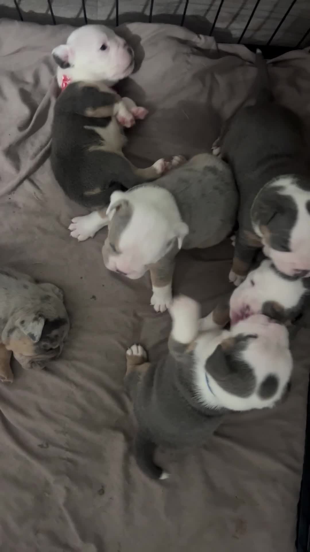 Olde English Bulldogge dogs for sale: Olde English bulldogs for sale  in Newark - Video 2