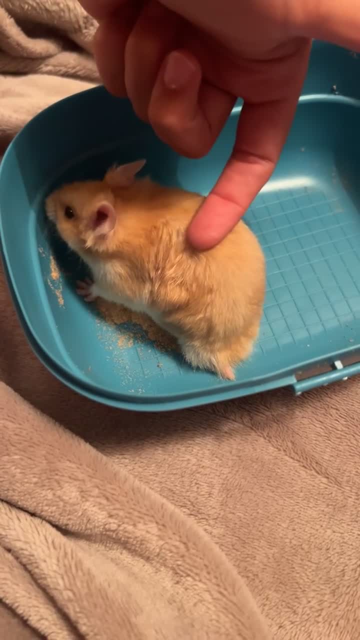 Hamster rodents for sale: Golden Syrian Hamster- Price includes everything! - Video 3