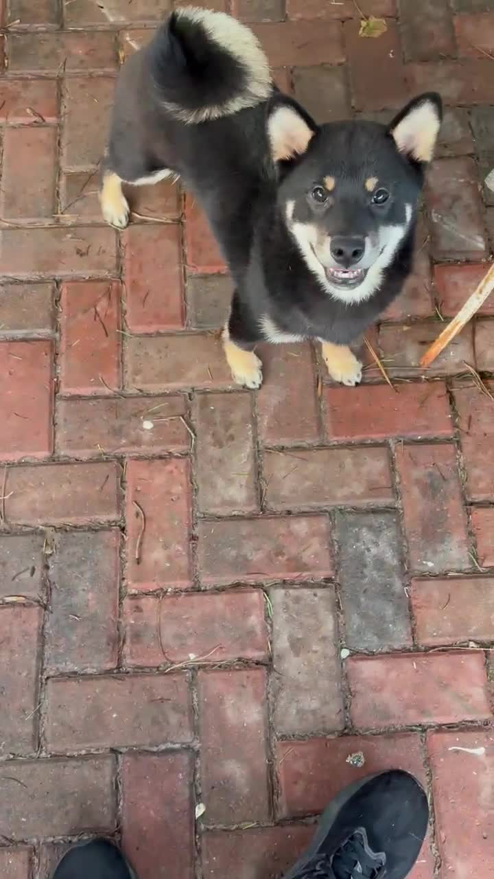 Japanese Shiba Inu dogs for sale: Multi champion Japanese Shiba Inu’s - Video 1